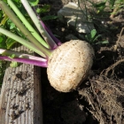Mairübchen im Herbst