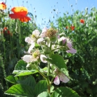 Brombeerblüte
