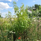 Weingartenpfirsichsämling