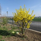 Forsythienblüte