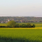 Leuchtende Rapsfelder