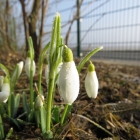 Schneeglöckchenknospen