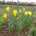 Narzissenbeet