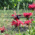 Holzbiene auf Indianernessel