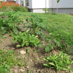 Erdäpfelbeet