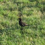 Amsel - ein Schnabel voller Würmer
