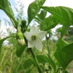 weiße Chiliblüte