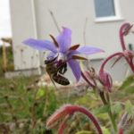 Borretsch als Bienenweide