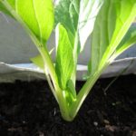 jetzt entwickelt sich der typische Schaft