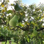 Birnen am Baum - erntereif