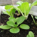 Pak choi im Gemüsebeet - jüngere und ältere Pflanzen