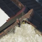 Turmfalke auf der Jagd