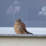 Turmfalke in Vorderansicht