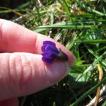 Veilchenblüten vormittags pflücken