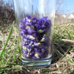 Veilchenblüten im Glas