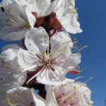 Marillenblüte