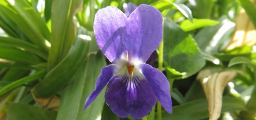 Viola odorata - Duftveilchen