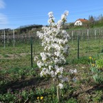 Felsenbirnenstrauch in voller Blüte