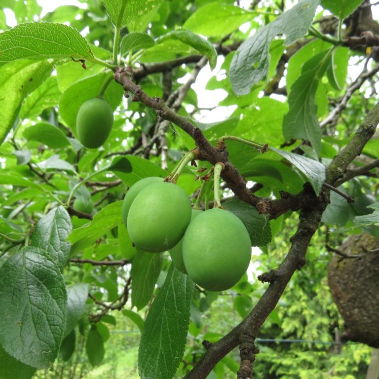 Ringlotte Fruchtgenuss Vom Naturgarten auf den Teller