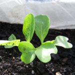 erste Blätter nach der Keimung