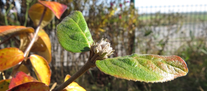 Vom Naturgarten auf den Teller
