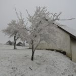Winterliche Stimmung: Zwetschkenbaum in der Nachbarschaft