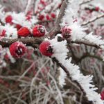 Mipelstrauch voller Beeren