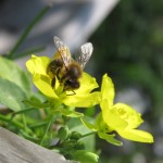 Bienchen auf Raukeblüte