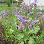 Borretschpflanze im Beet