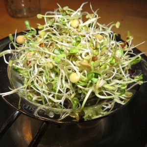 Sprossenkeimlinge essfertig