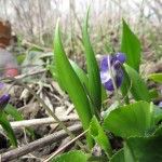 kümmerlicher Garten-Bärlauch