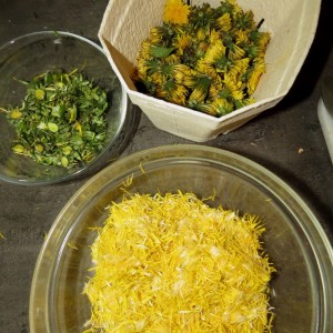 Löwenzahnblütenblätter