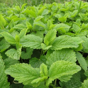 Zitronemelisse im Kräuterbeet