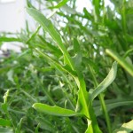 Wilde Rauke im Garten