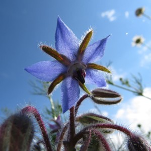 Borretsschblüte
