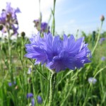 Kornblumenblüte