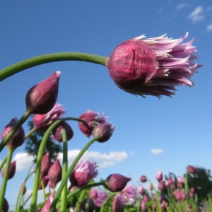 blühende Schnittlauchhecke