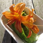 Taglilienblüte ernten