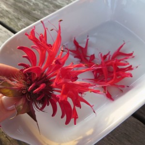 nur die röhrenförmigen Kronblätter abzupfen