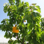 Gelbtafeln als Schutz vor Schädlingen