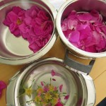 Rosenblütenblätter vorbereiten