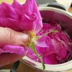 Blütenblätter abzupfen