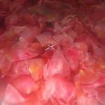 kurz kochen bis die Blütenblätter abfärben