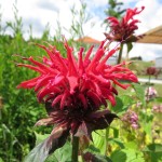 Monarde bzw Indianernessel