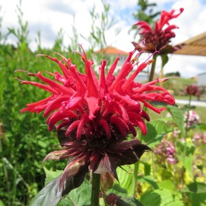 Monarde bzw Indianernessel