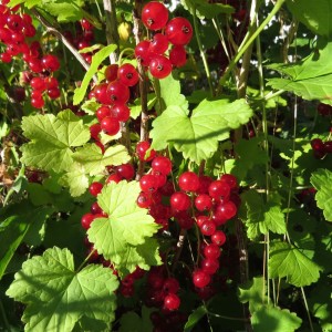 Reife rote Ribisel (Johannisbeere)