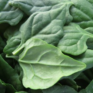 fleischige Bätter vom Neuseeländer Spinat