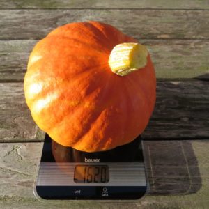 Hokkaido kurz vor der Verarbeitung