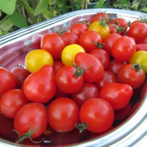 üppige Ernte bei der Nachbarin