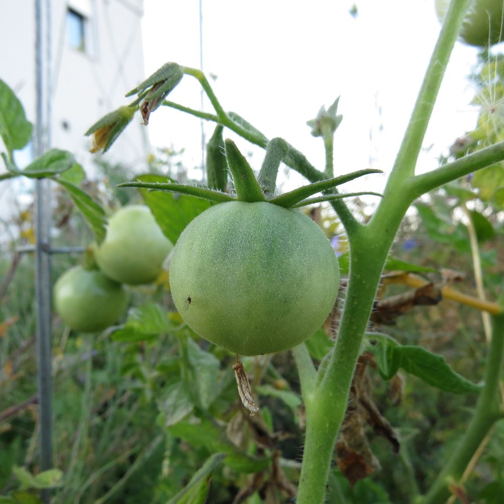 Paradeiser Tomate